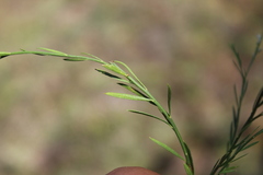 Polygala scoparioides