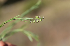 Polygala scoparioides