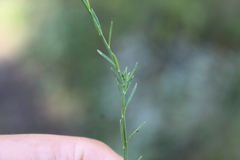 Polygala scoparioides