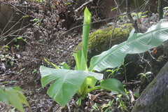Ensete superbum