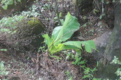 Ensete superbum