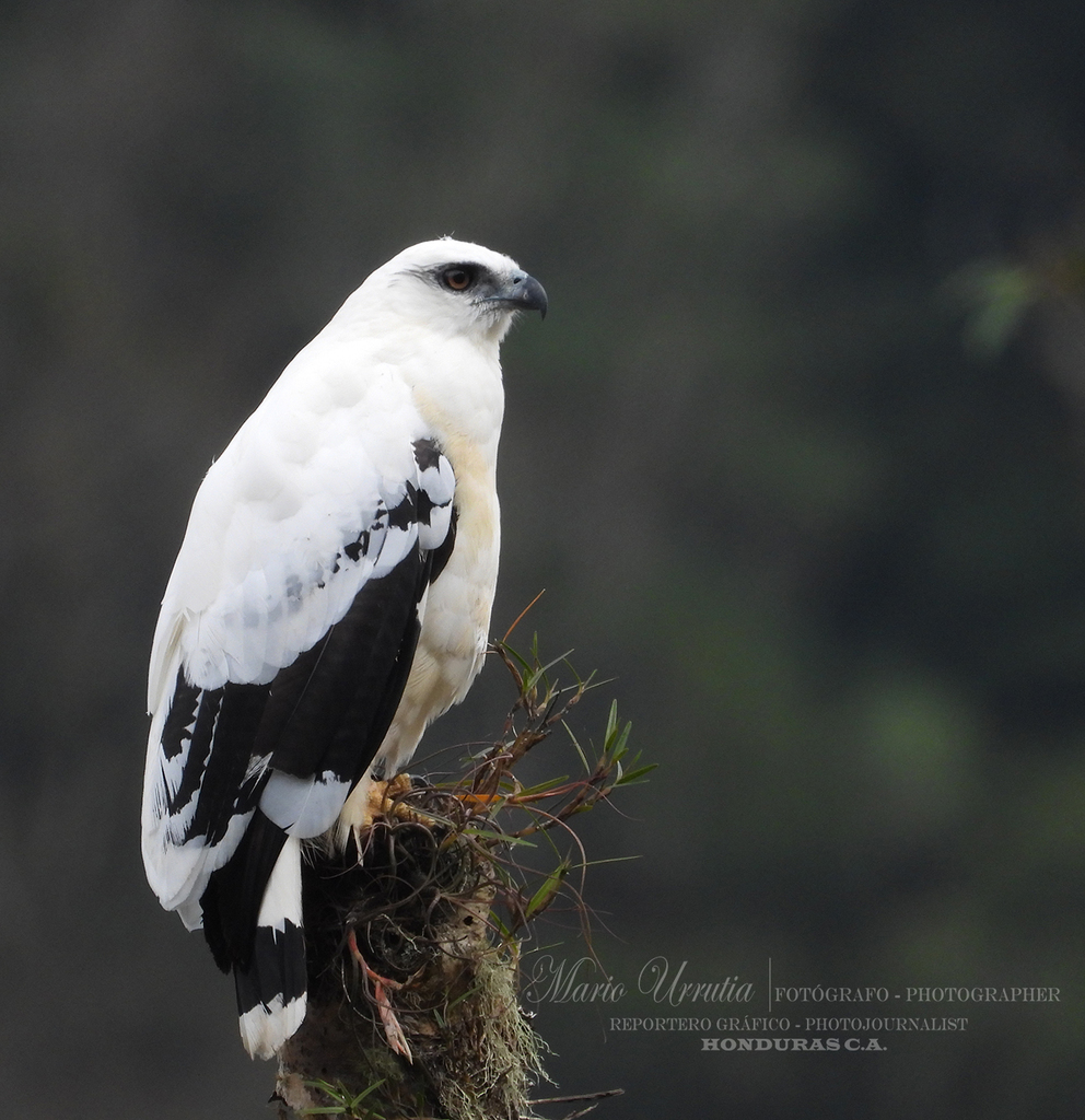 Pseudastur Hawks