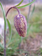 Fritillaria montana
