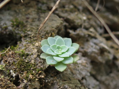 Sedum palmeri