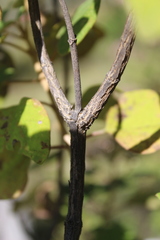Ageratina tomentella