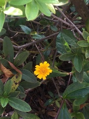 Sphagneticola trilobata