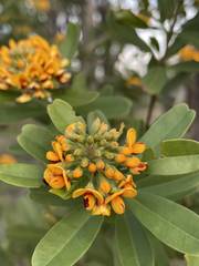 Gastrolobium bilobum