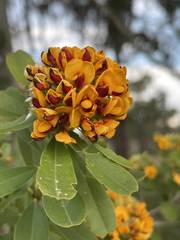 Gastrolobium bilobum