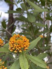 Gastrolobium bilobum