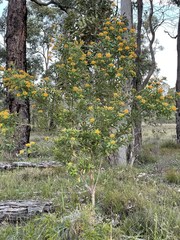 Gastrolobium bilobum