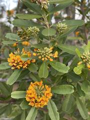 Gastrolobium bilobum