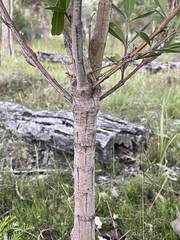 Gastrolobium bilobum