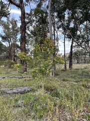 Gastrolobium bilobum