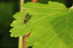 Brachystomatidae