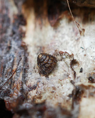 Aeschrodomus stipulata