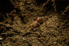 Mesocrangon munitella