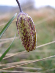 Fritillaria montana