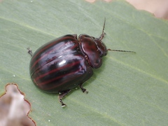 Paropsisterna octolineata