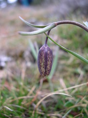 Fritillaria montana