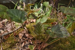 Geum canadense texanum
