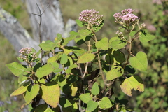 Ageratina tomentella