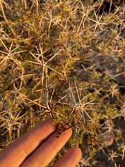 Ambrosia bryantii