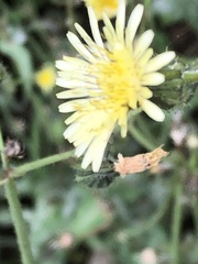 Sonchus oleraceus