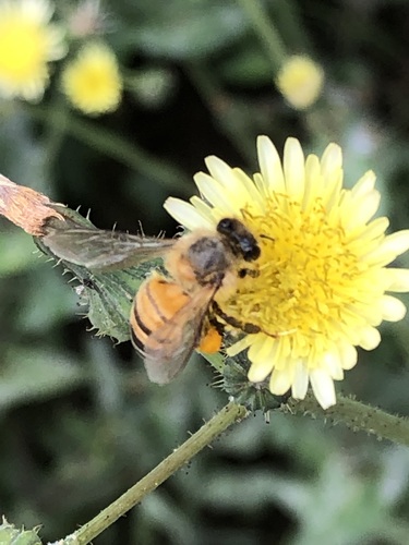 photo of Western Honey Bee (Apis mellifera)