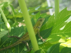 Calotes versicolor