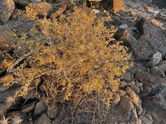 Ambrosia bryantii
