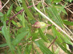 Procecidochares alani