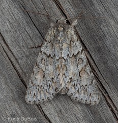 Andropolia aedon