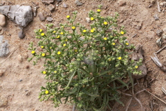 Amblyopappus pusillus