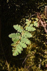 Woodsia obtusa occidentalis