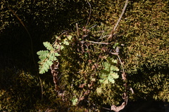 Woodsia obtusa occidentalis