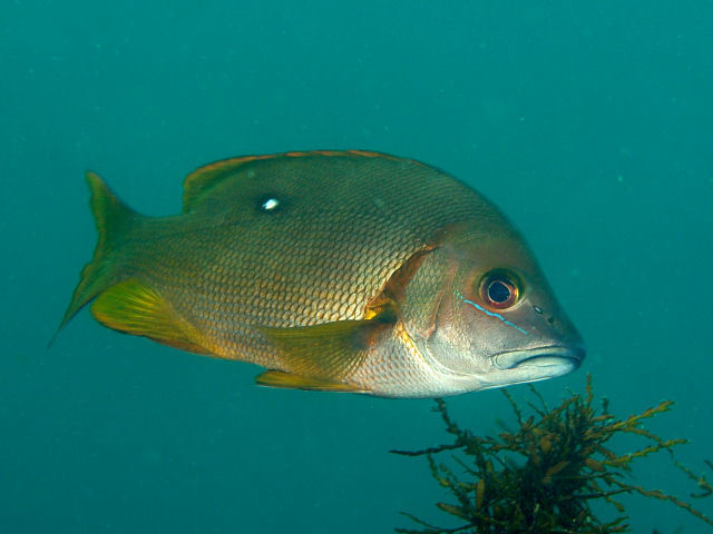 Star Snapper