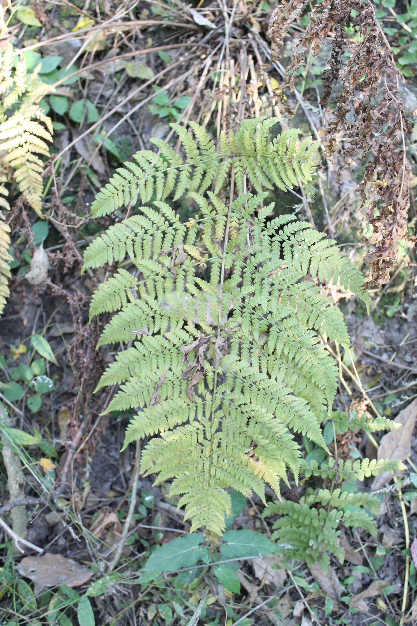 Dryopteris rossii