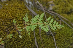 Woodsia obtusa occidentalis