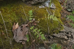Woodsia obtusa occidentalis