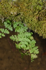 Woodsia obtusa occidentalis