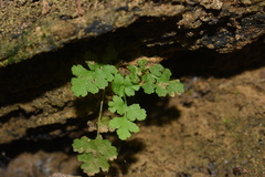 Woodsia obtusa occidentalis