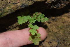 Woodsia obtusa occidentalis