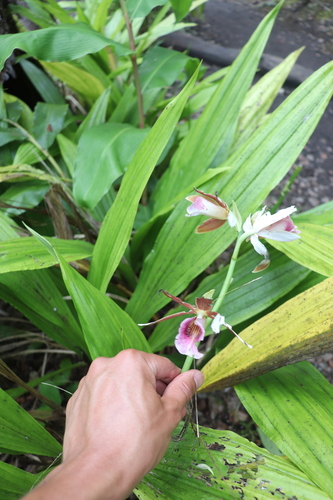 Calanthe tankervilleae