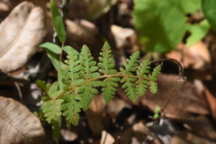 Woodsia obtusa occidentalis
