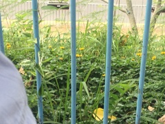 Sphagneticola trilobata