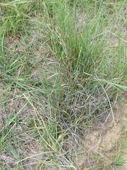 Eragrostis chapelieri