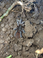 Acentropelma