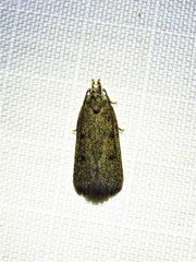 Glyphidocera juniperella