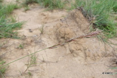Eragrostis chapelieri