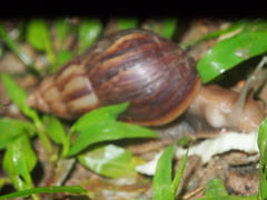 Lissachatina fulica
